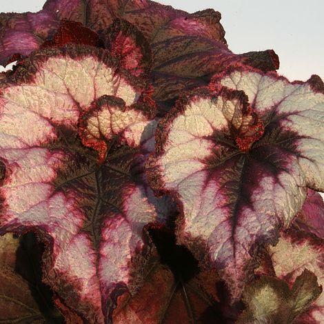 Begonia Blackberry Swirl