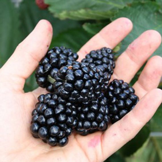 Blackberry (Rubus) Coolaris Patio