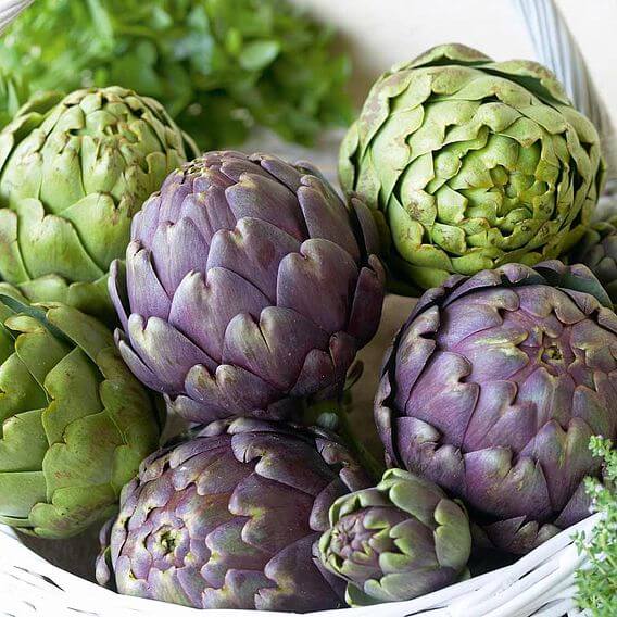 Artichoke Plant - Purple Globe