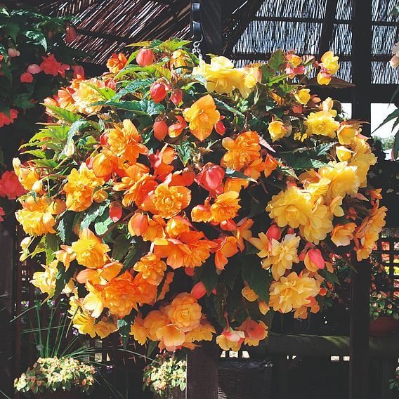 Begonia Illumination Apricot Shades