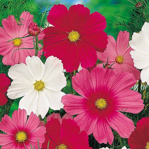 Cosmos Seeds - Sensation Mixed