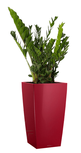 Potted Zamioculcas Zamiifolia House Plant in LECHUZA CUBICO Scarlet Red High Gloss Self-watering Planter, Total Height 125 cm