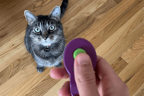 Clicker training, what is it and how does it work? 