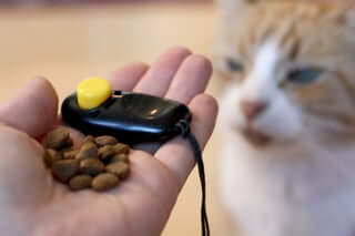How to Clicker Train a Cat : 8 Steps (with Pictures) - Instructables