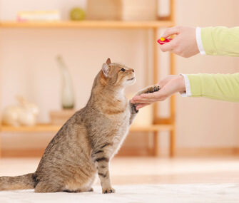 How to Clicker-Train Your Cat