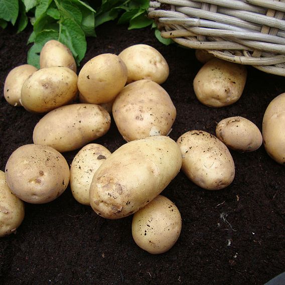  Seed Potatoes - Home Guard (First Early)