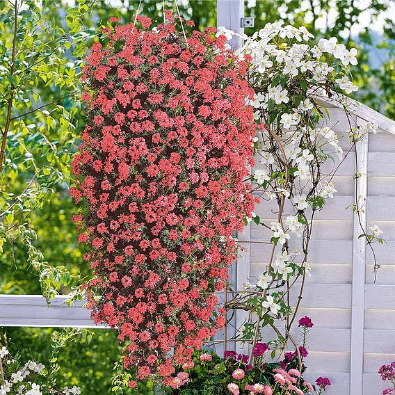 Verbena Plants - Trailing Mix