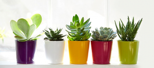 Indoor Plants easy to grow