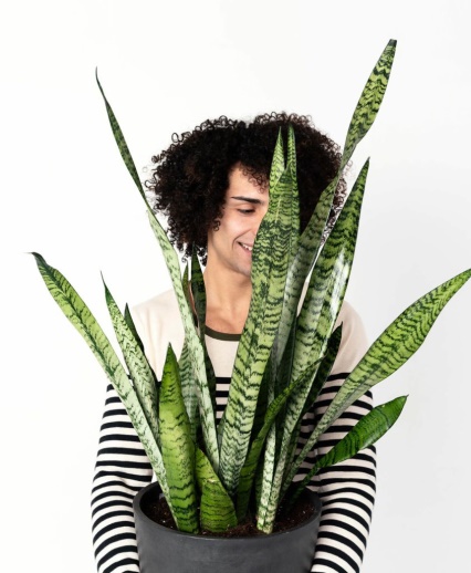 Buy Potted Sansevieria Plant,