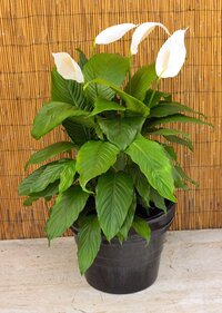 Peace Lily Indoor Plant