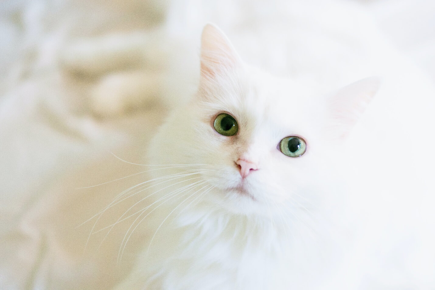 cat desktop background