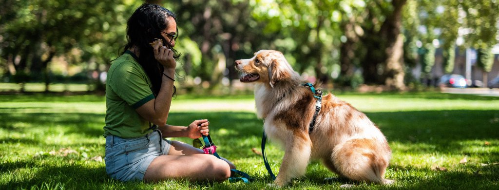 The Ultimate Guide To Booking A Pet Sitter With Rover Pet Sitting App 