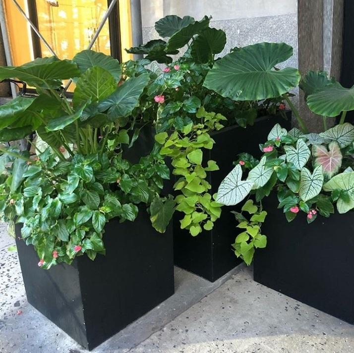 Square Box Contemporary Light Concrete Planter by Idealist Lite