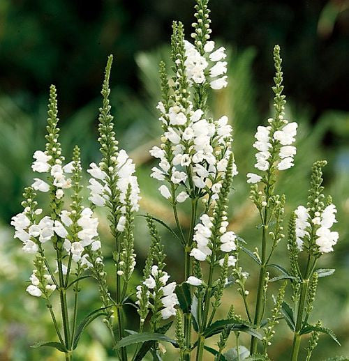 https://cdn.shopify.com/s/files/1/0991/1958/products/PHYSOSTEGIA_virginiana_Crown_of_Snow_500x518.jpg?v=1458045436