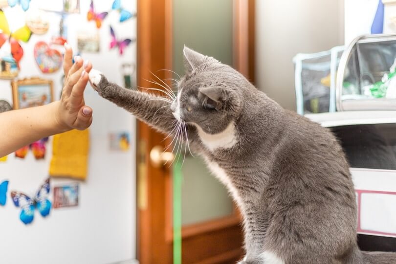 10 Easy & Fun Tricks to Teach Your Cat
