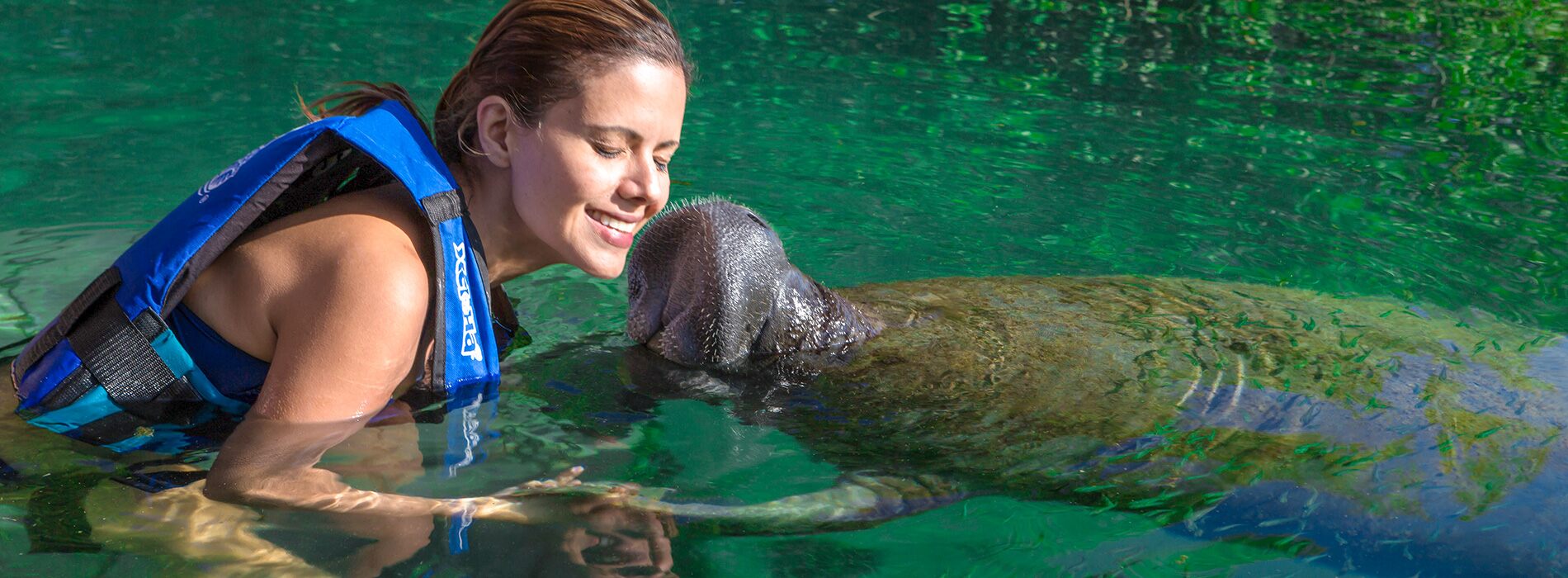 Manatee Encounter