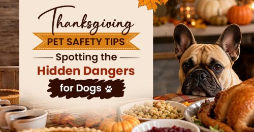 French bulldog next to a Thanksgiving table with roast turkey and side dishes