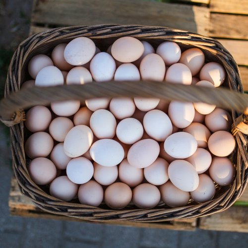 Wicker basket full of fresh free-range eggs from a local Polish farm