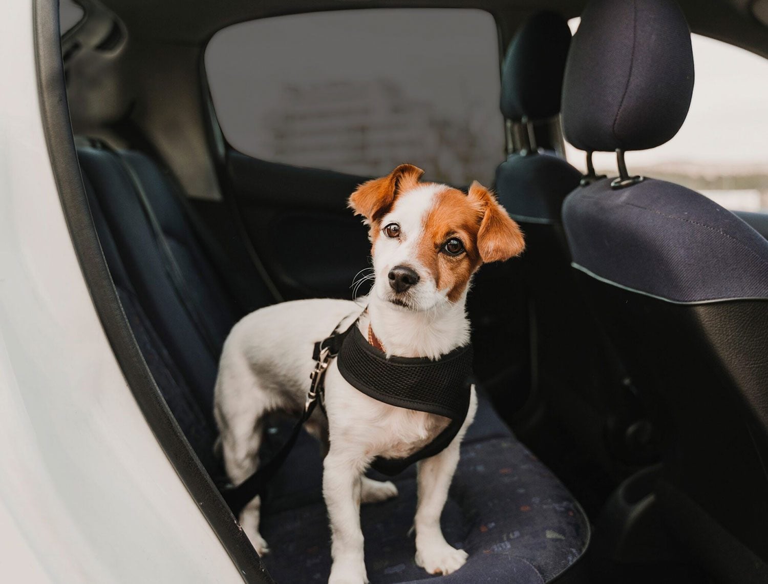 Small dog sitting on the back seat of a car