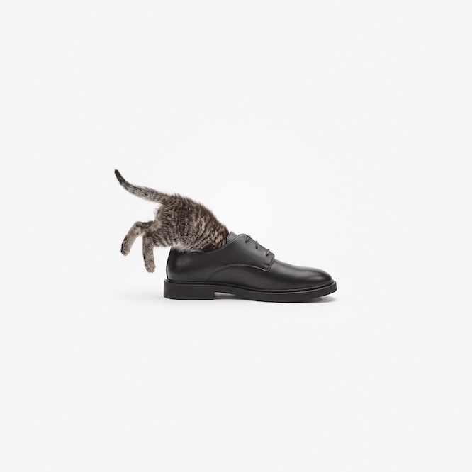 Cat resting on a Bata leather loafer