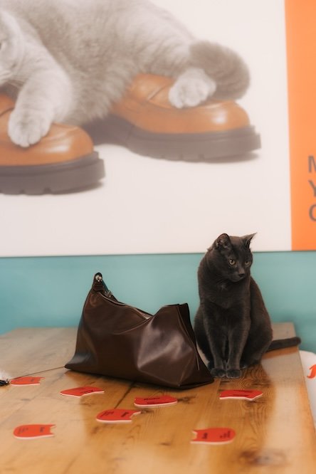 Bata shoes on display with a cat in a colourful store setting