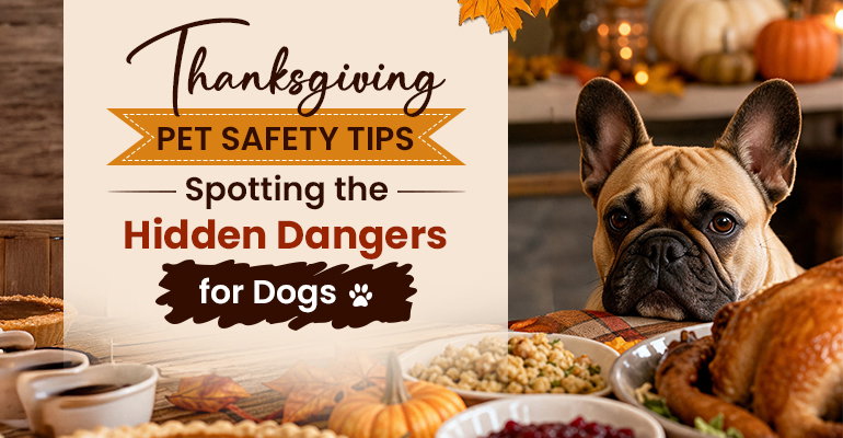 French bulldog next to a Thanksgiving table with roast turkey and side dishes