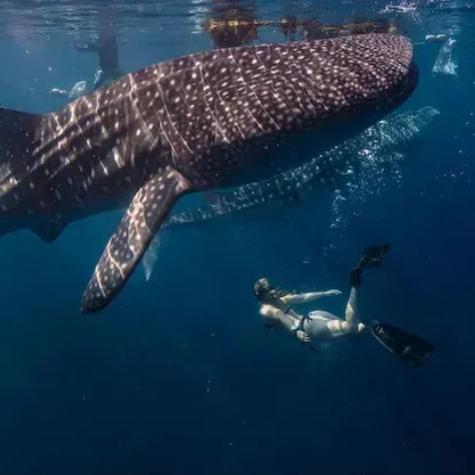Snorkeller swimming alongside a whale shark in Mexico
