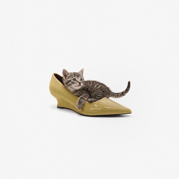 Kitten lying inside an olive-yellow pointed pump with a wedge heel, from a Bata campaign image